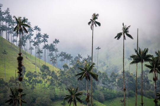 Mist shrouded landscape of Wax Palm trees in Cocora Valley in Colombia