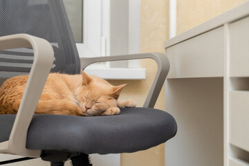 domestic cat lies on an office chair.