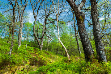 Fototapeta premium nature sceneries along the road from Tyndrum to the village of Loch Awe in Argyll and Bute, Scotland