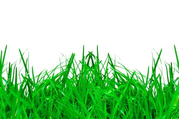 Fototapeta premium fresh green grass farm isolated on white background