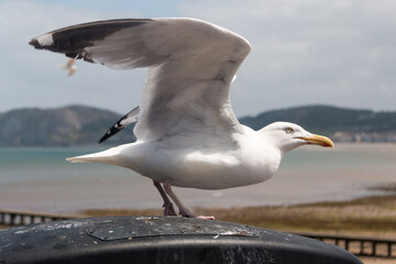 Fototapeta na wymiar Seagull in Beachfront