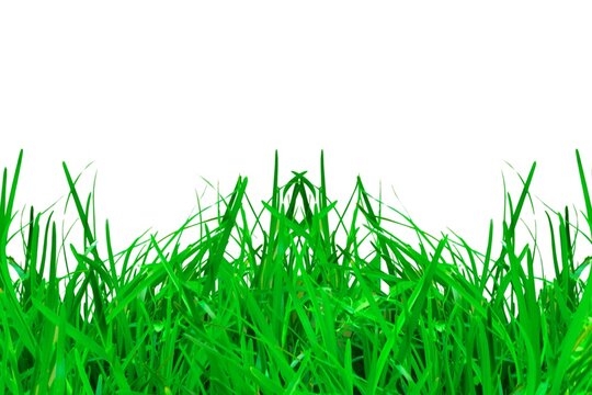 fresh green grass farm isolated on white background © HDESINER