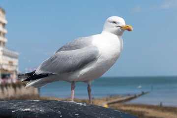 Fototapeta na wymiar Seagull in Beachfront