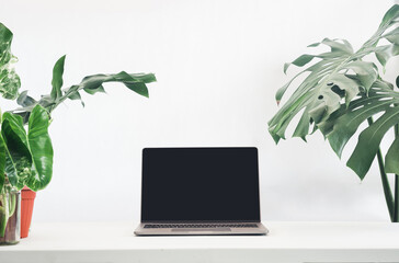 A clean home office setup featuring a laptop and lush indoor plants on a white desk against a white wall..