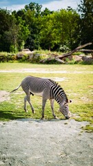 Fototapeta na wymiar Vertical Shot Lonely Zebra Eating Grass His Openenvironment Zoo Czech Republic