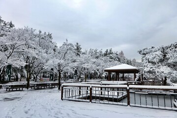 Fototapeta premium 겨울, 눈, home, cold, 경관, 나무, 네이처, 나무, sky, 나무, 스키, 계절, 백, 눈이, 마운튼, 서리, 나무, 동네, 성탄, 방갈로, 아이스, 오두막, 건물, blue, 건축