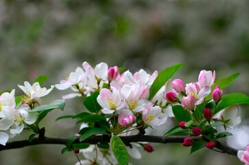 Obraz na płótnie Canvas Blooming apple tree in the spring
