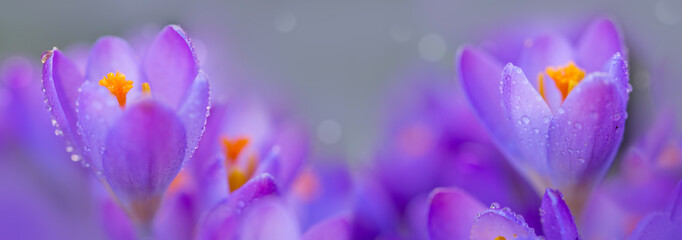 Spring background with purple flowering crocus isolated .