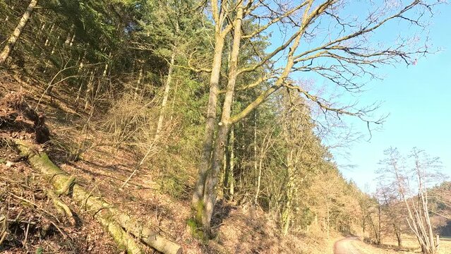 Romantic forest with untouched nature