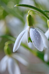 Fototapeta premium Spring Snowdrop on bokeh background in sunny garden .
