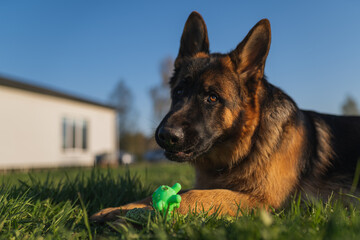 german shepherd dog on grass with ball