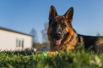 german shepherd dog on grass with ball