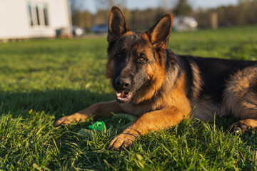 german shepherd dog on grass with ball