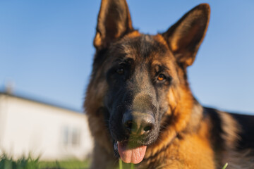 german shepherd dog on grass