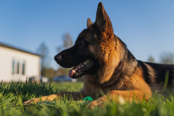 german shepherd dog on grass