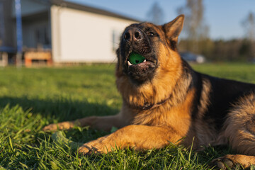 german shepherd dog on grass with ball in mouth