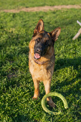 german shepherd dog on grass