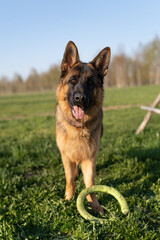 german shepherd dog on grass