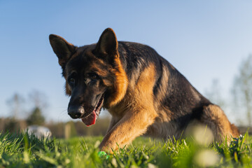 german shepherd dog on grass