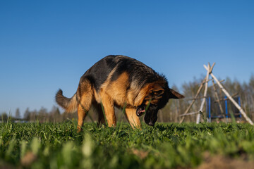 german shepherd dog on grass