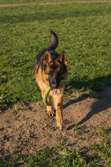 german shepherd dog on grass