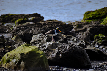 Obraz premium ave chilena pilpilen