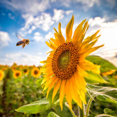 Biene fliegt eine Sonnenblume an