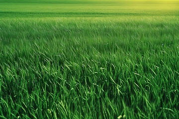 Fototapeta premium landscape green wheat field, green grass.