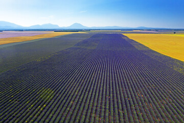 Landscape with lavender field of Valensole area, Provence, France