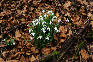 Schneeglöckchen; Galanthus; snowdrop;  auf der Schwäbischen Alb; Deutschland; Baden Württemberg;