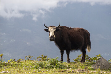 Yaks graze on the high slopes of the mountains of western arunachal pradesh, India.