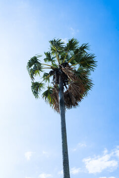 Palm trees sway beneath a vibrant blue sky, creating a tropical paradise perfect for a sunny summer vacation