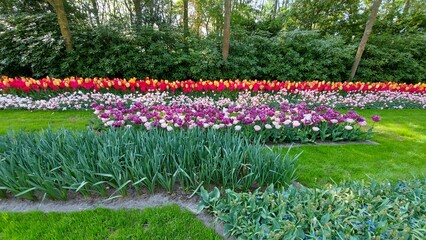 Dutch tulip field in spring