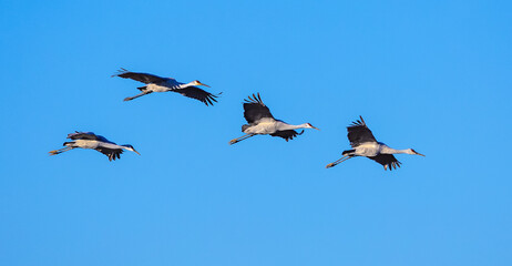Sandhill Crane Flock at Hiwassee Sandhill Crane Sanctuary in Birchwood Tennessee.