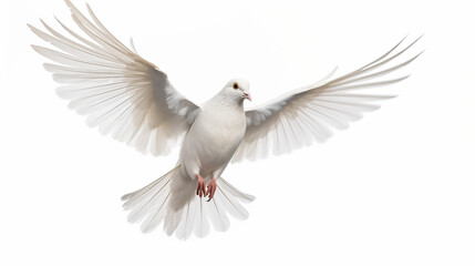 free flying white dove isolated on a white background