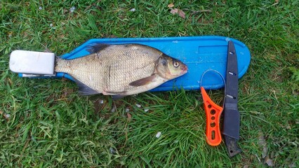 In spring, on the coastal grass lies a plastic fish cleaning board with a clothespin in which a...