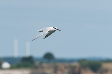 Fototapeta na wymiar Young sandwich tern in flight blue sky