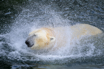 Portrait of a polar bear in the water