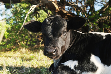 Calf cow on beef farm shows baby animal face closeup in farm field.