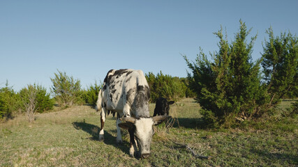 Hybrid vigor concept with spotted crossbred cow and calf grazing in Texas ranch field, beef cattle...