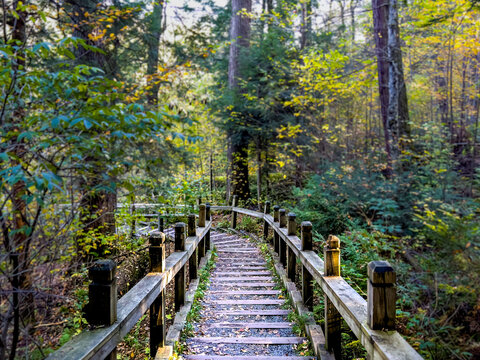 Swallow Falls State Park - Path to the River