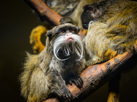 Portrait of an Emperor tamarin in a zoo