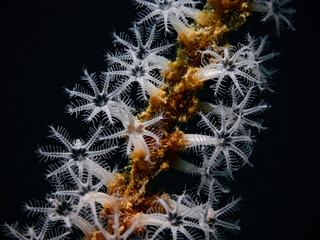 White coral polyps with black background
