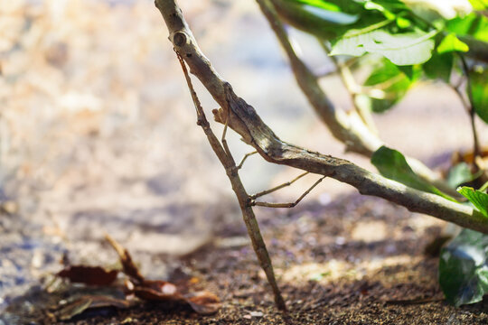 Brazilian Giant Stick Insect (Cladomorphus phyllinus)