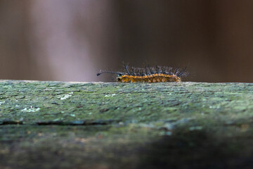 Hylesia Moth Caterpillar (Hylesia sp.)