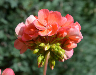 Geranienblüte mit aufblühenden Knospen - 742911659