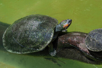 South American River Turtle (Podocnemis expansa) - obrazy, fototapety, plakaty
