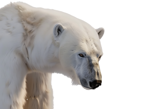 Polar bear isolated on white