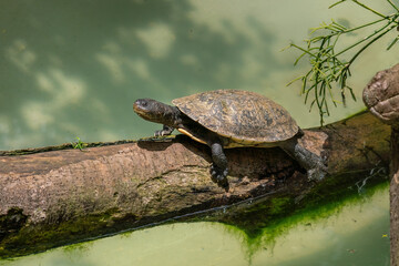 Tuberculate Toadhead Turtle (Mesoclemmys tuberculata) - obrazy, fototapety, plakaty