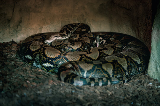 Reticulated Python snake (Malayopython reticulatus)
